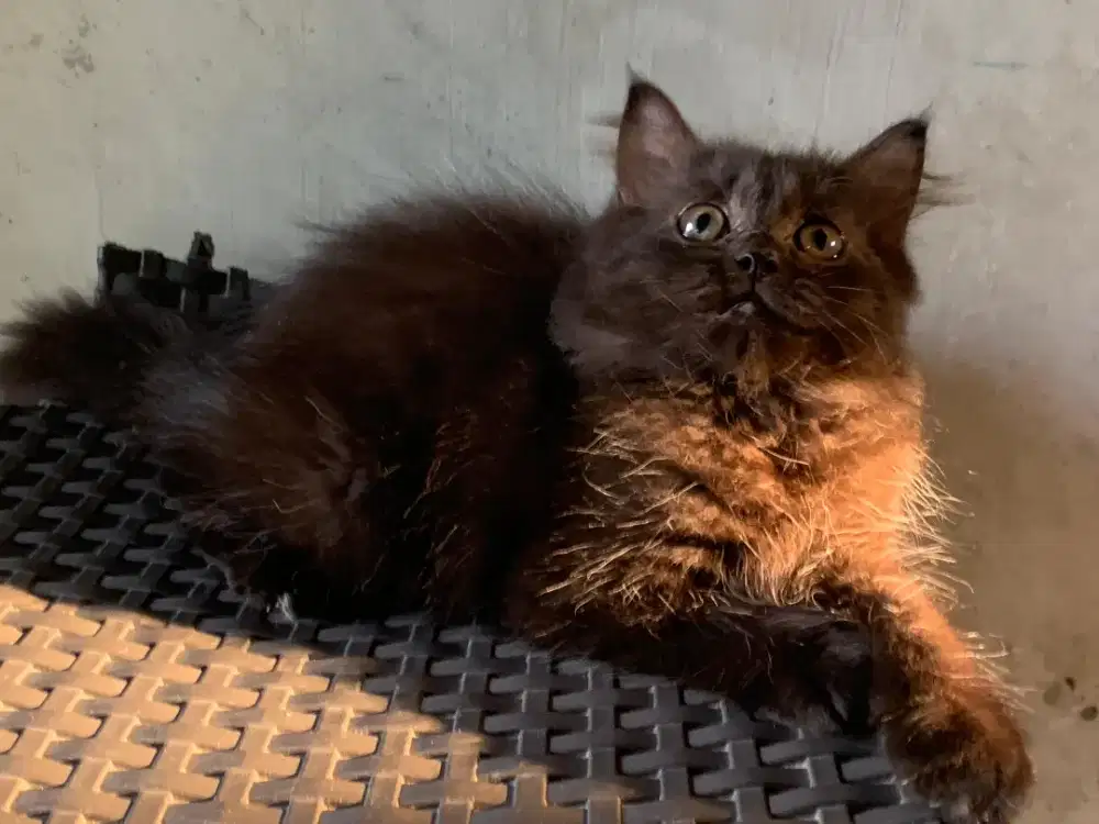 Persia kitten black