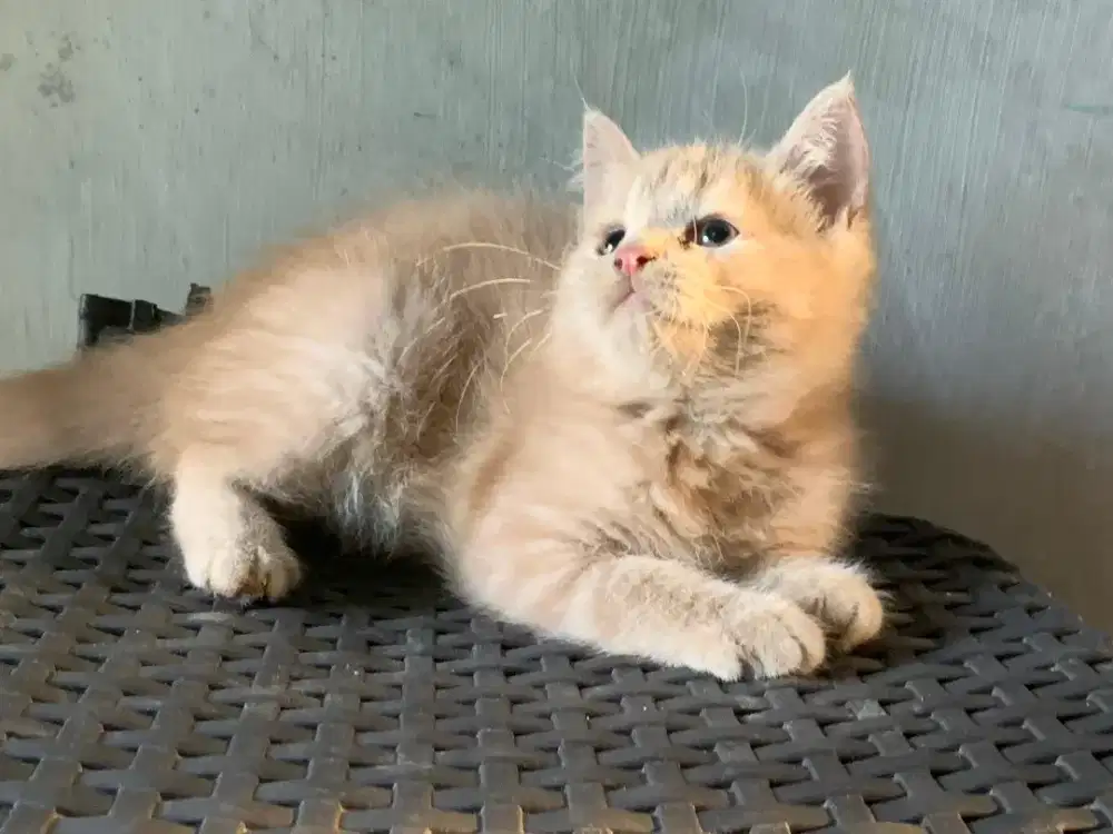 Persia kitten cream