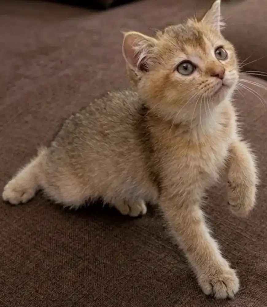 Kucing kitten British shorthair golden Female