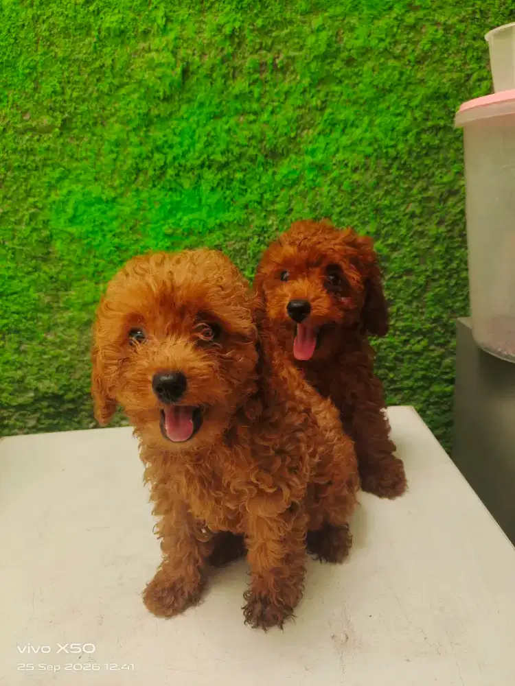 Anjing Poodle istimewa cakep murah
