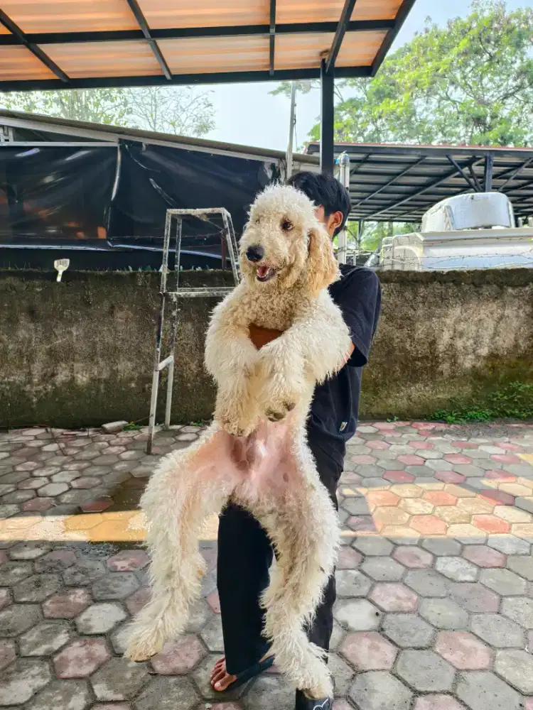 Giant poodle jantan murah stambum vaksin lengkap