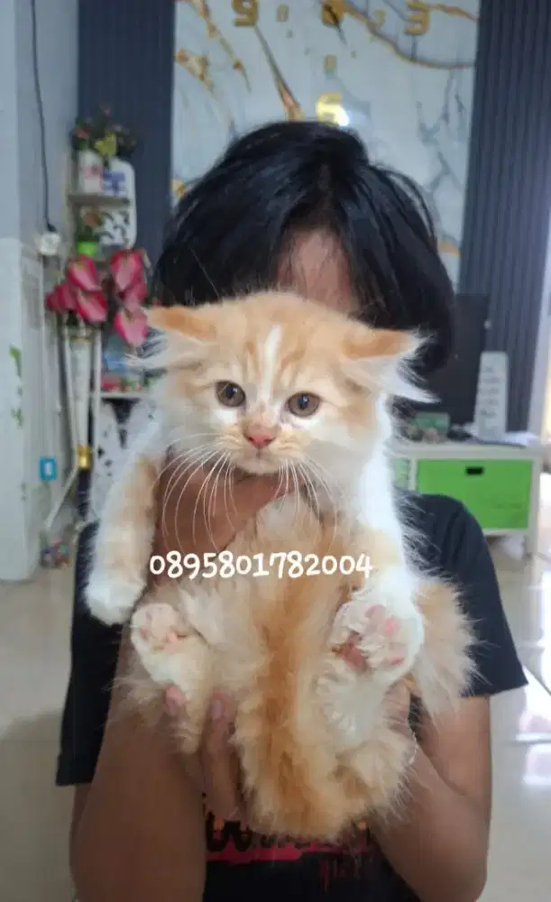 Kucing persia flatnose /kitten persia jantan /kucing  oren jantan