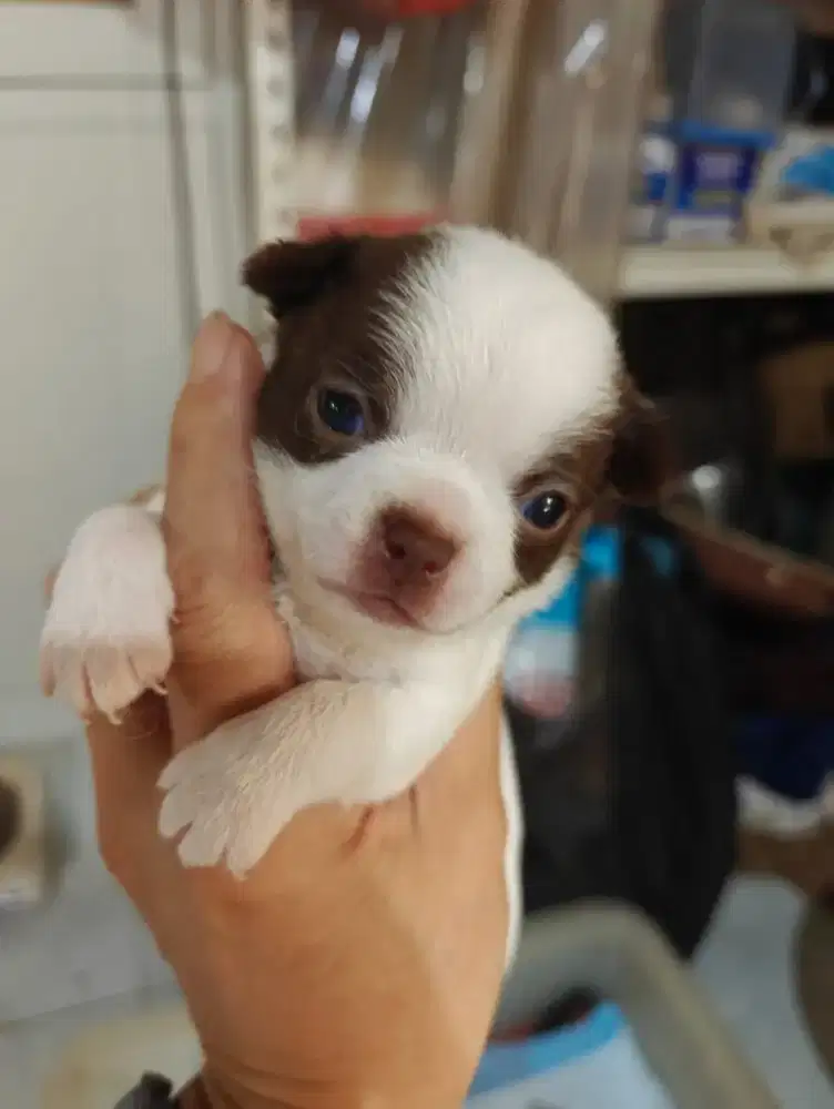 Anjing Chihuahua anakan cakep murah