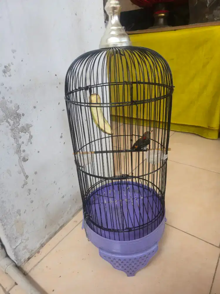 kemade jantan fs
