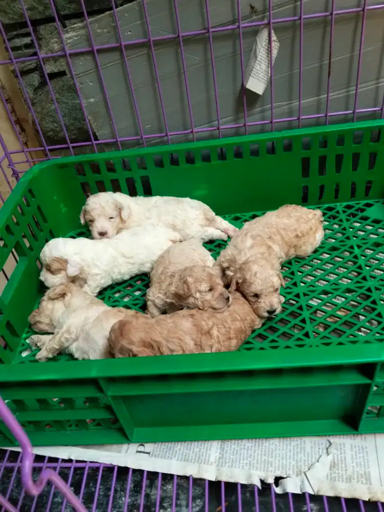 Puppy Toy Poodle