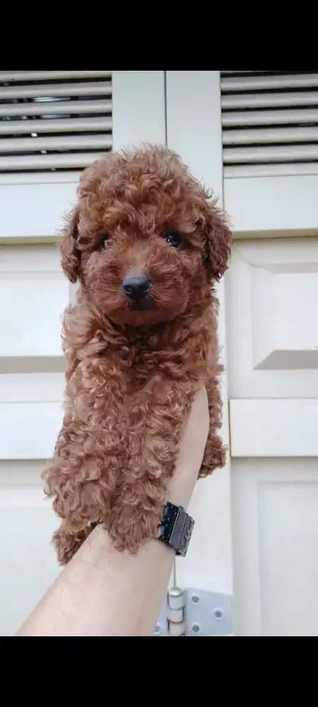 Anjing  Red Poodle