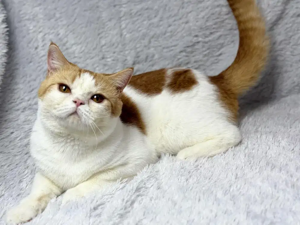 Kucing BSH Bicolour Red Jantan Ped WCF