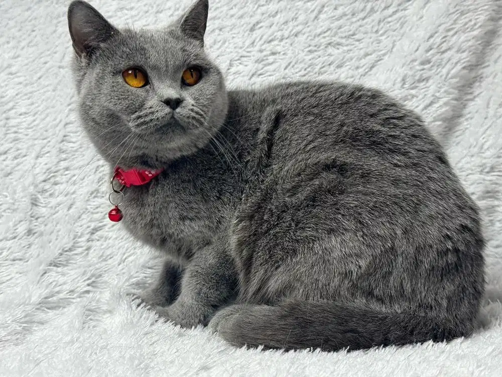 Kucing British Shorthair BSH Betina WCF