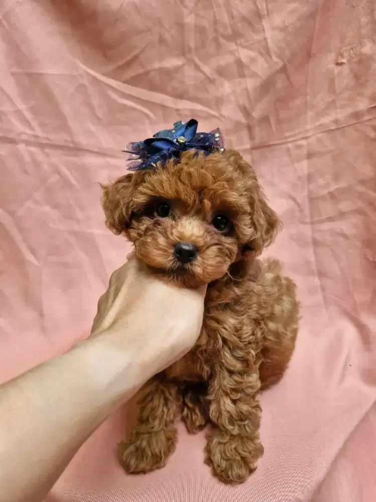 Mini poodle djual Cepat
