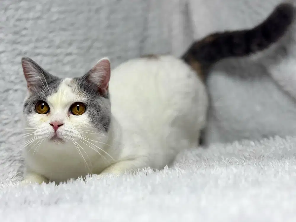 Kucing BSH British Shorthair Betina Calico WCF