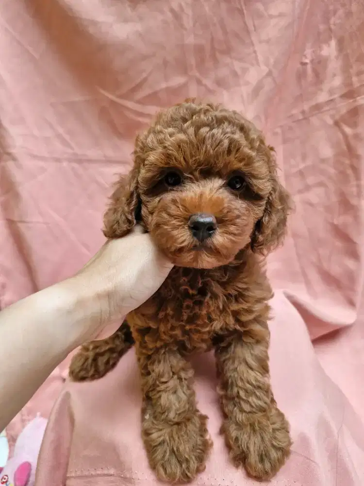 Mini poodle lucuuu pasti murah