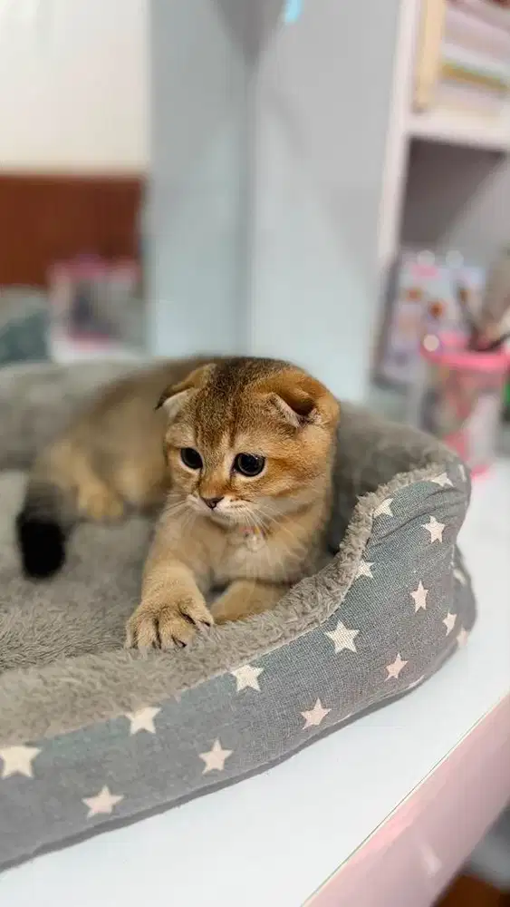 Scottish fold golden jantan kitten