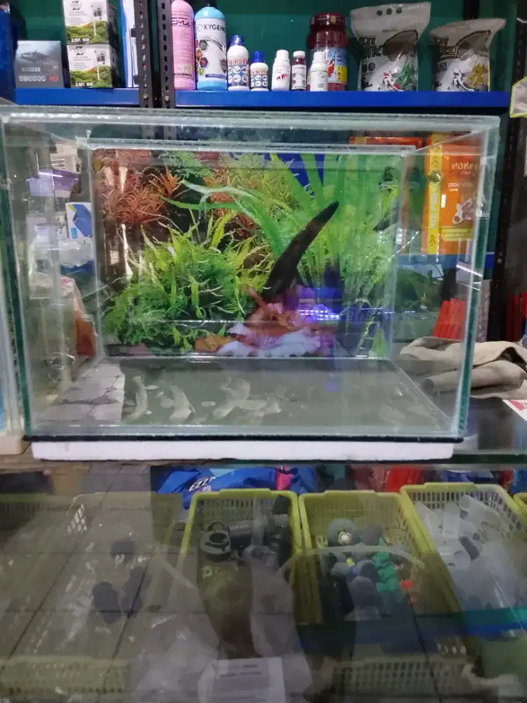 Aquarium ikan  harga terjangkau