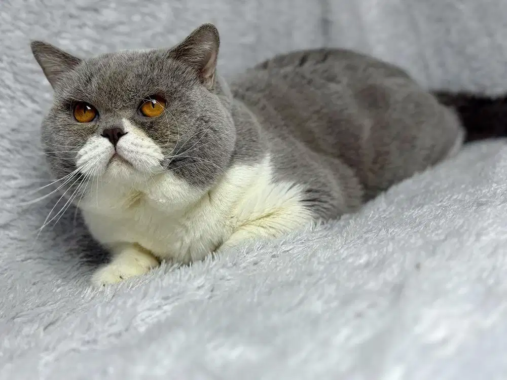 Kucing BSH Jantan WCF Bico Lilac