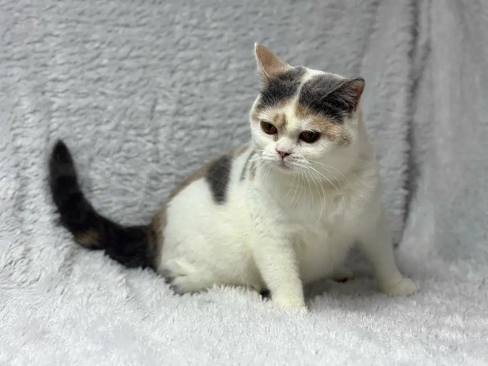 Kucing BSH Blue Betina WCF
