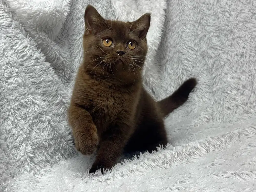 Kucing British Shorthair Jantan Ped WCF