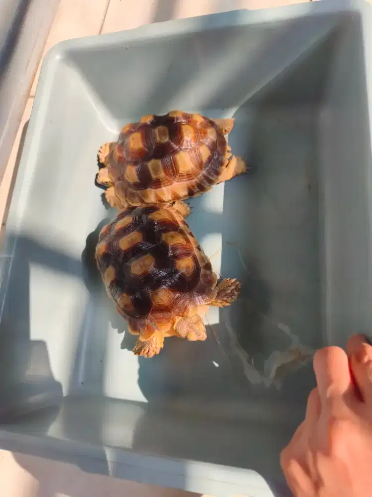 Dijual 1 kura2 darat Sulcata uk 14cm. Normal scute. Jari kuku lengkap