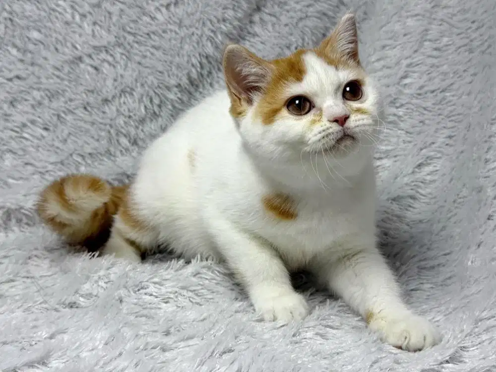 Kucing BSH British Shorthair WCF Betina