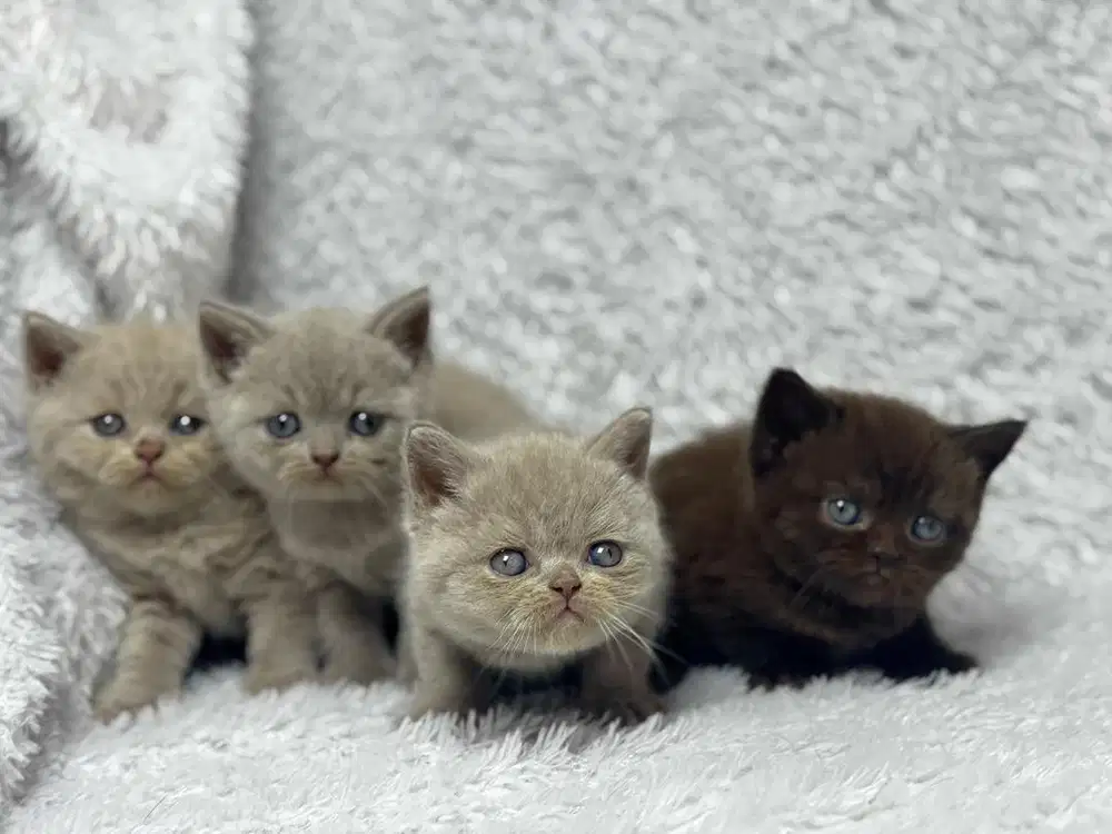 Kucing BSH British Shorthair Jantan WCF Ped