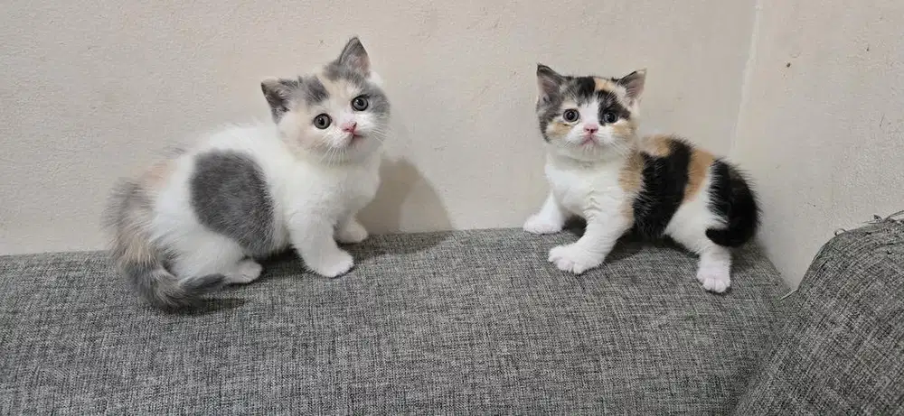 Kucing BSH BETINA CALICO PED WCF