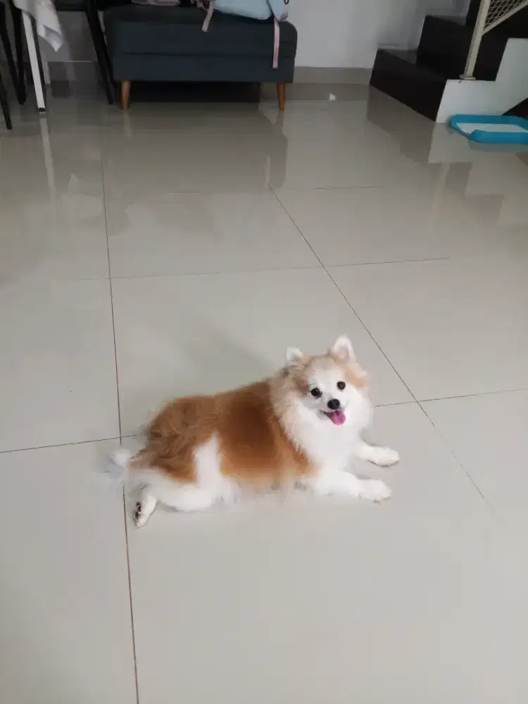 Pomeranian Betina
