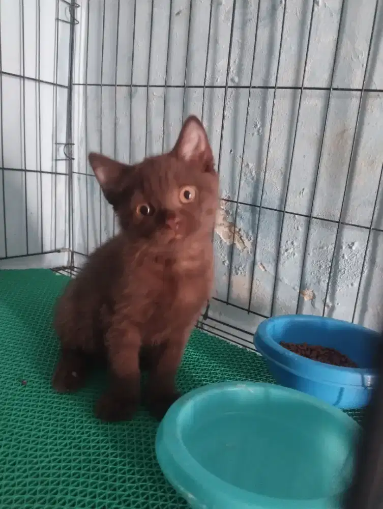 Bsh pure warna choco line cinamon jantan 3bln
