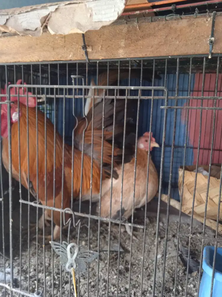 Sepasang indukan serama