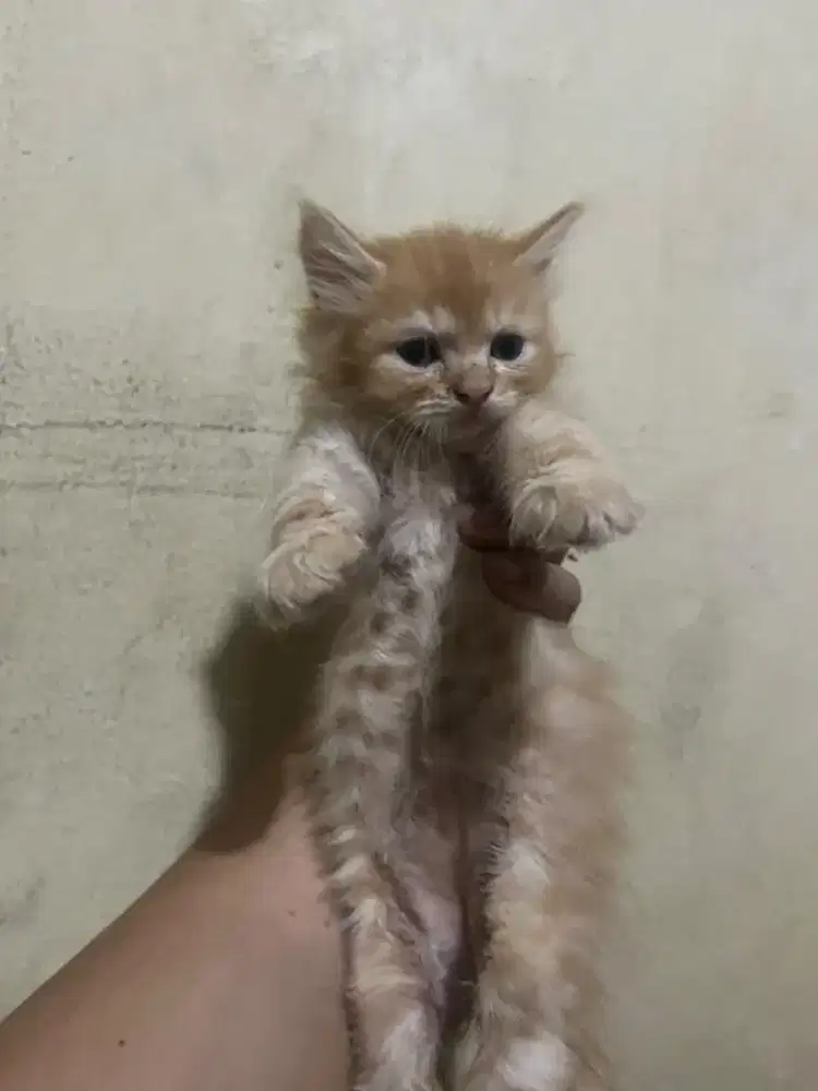 Dijual Kitten Persia Mix Oren Cream Fluffy