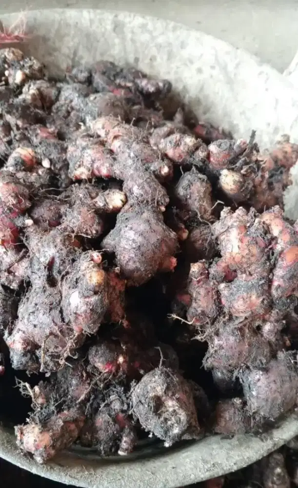 Jual jahe merah kualitas bagus