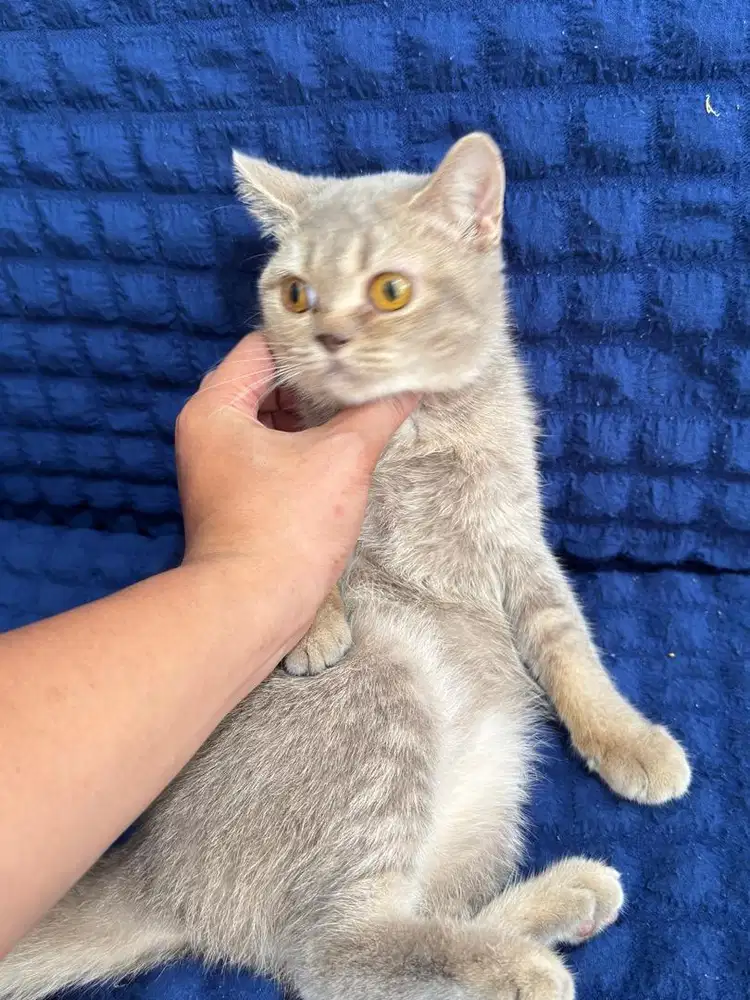 Bsh betina cantik lilac murah