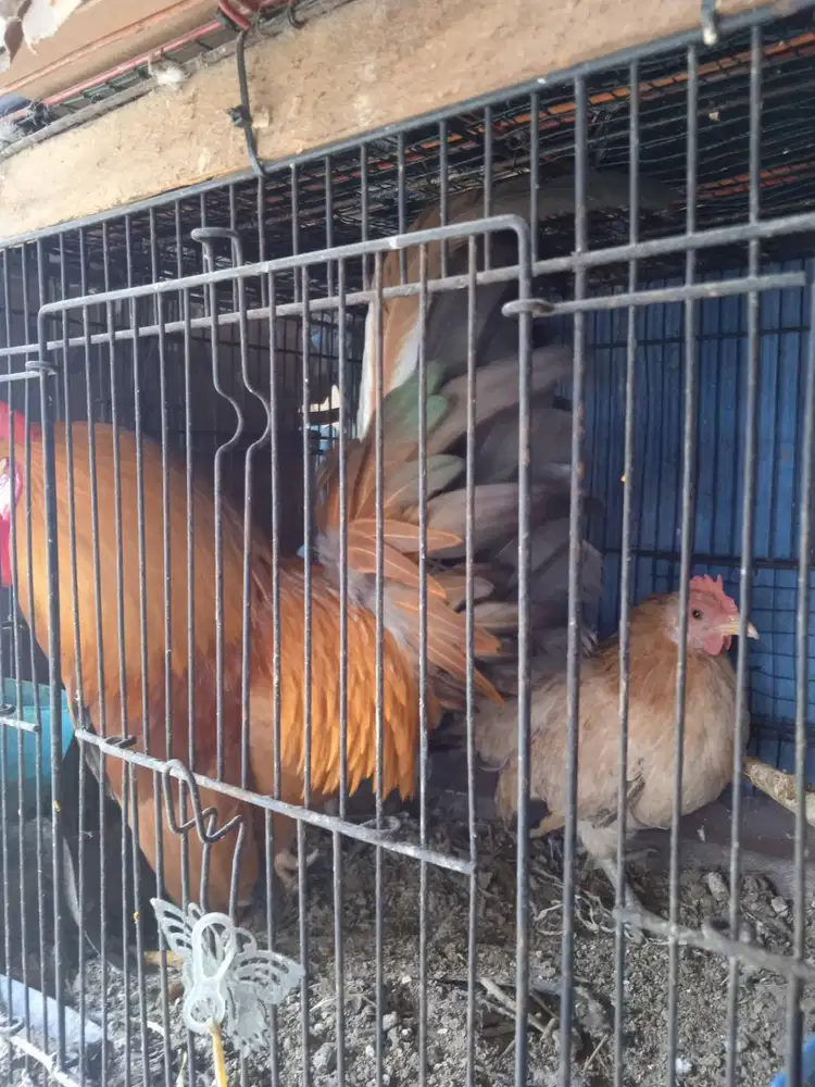 Sepasang indukan Serama
