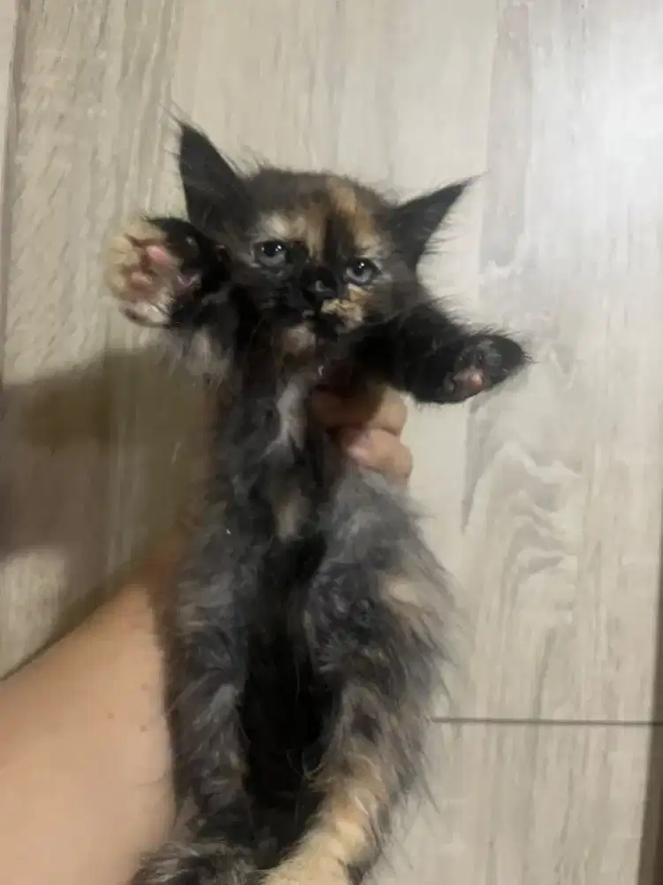 Dijual Kitten Persia Mix Betina Tortie Fluffy