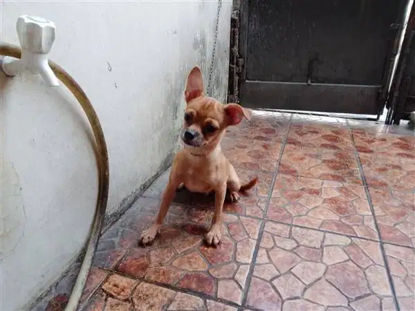 Anjing Mix Pincher