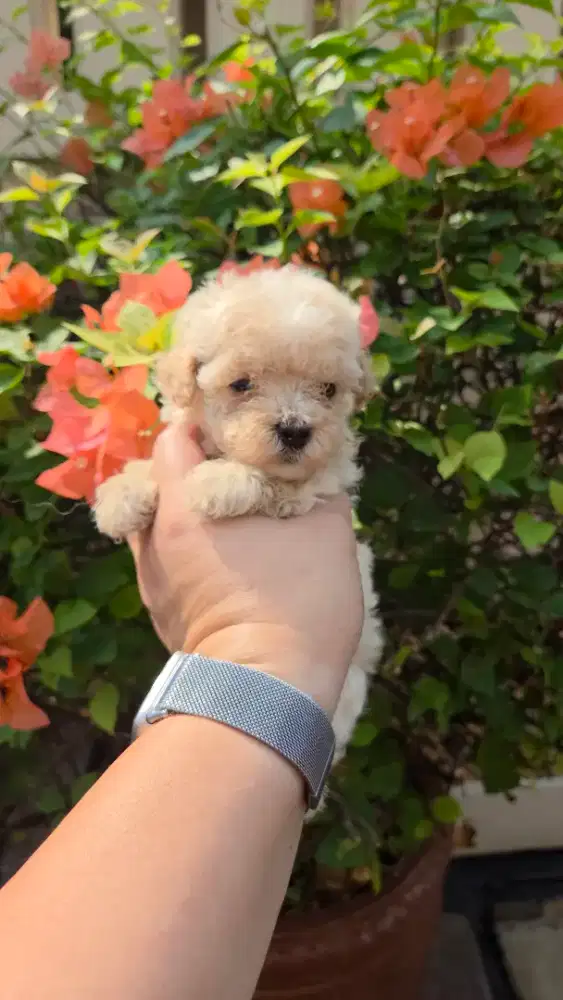 Poodle papa mama stambum