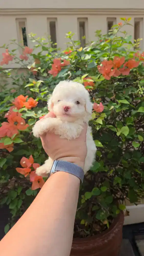 Poodle papa mama stambum