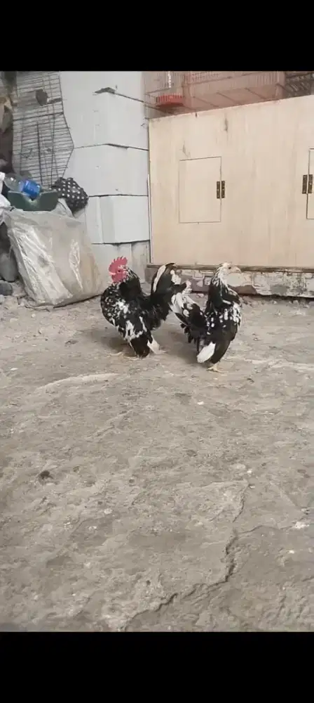 Ayam serama rinting murai sepasang