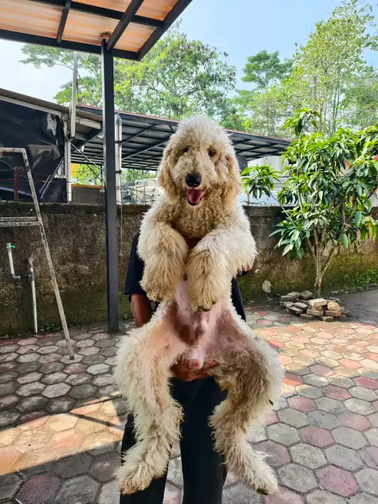 Giant poodle jantan murah