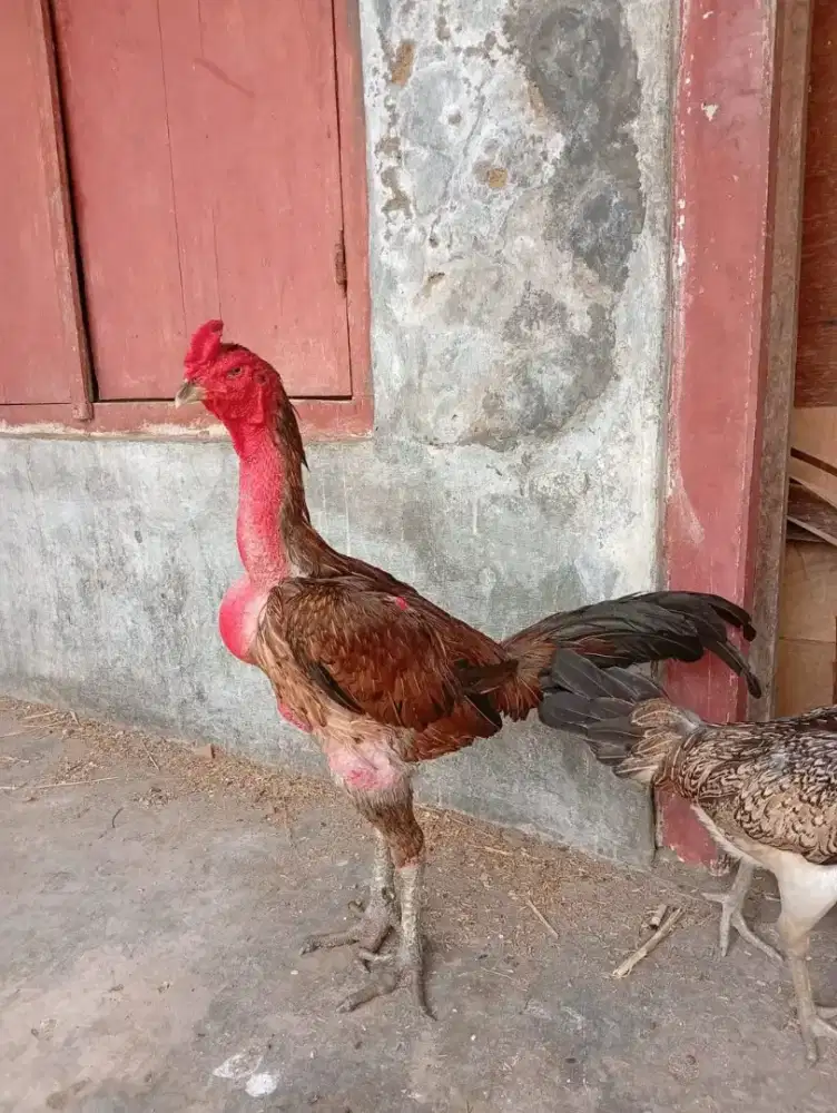 Anakan/Pitik 6 EKOR Mangon Super Trah Juara - Sehat & Lincah