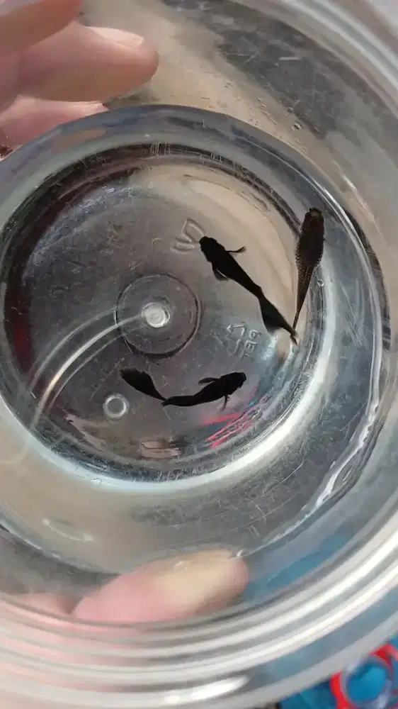 Ikan Guppy Black Moscow Indukan