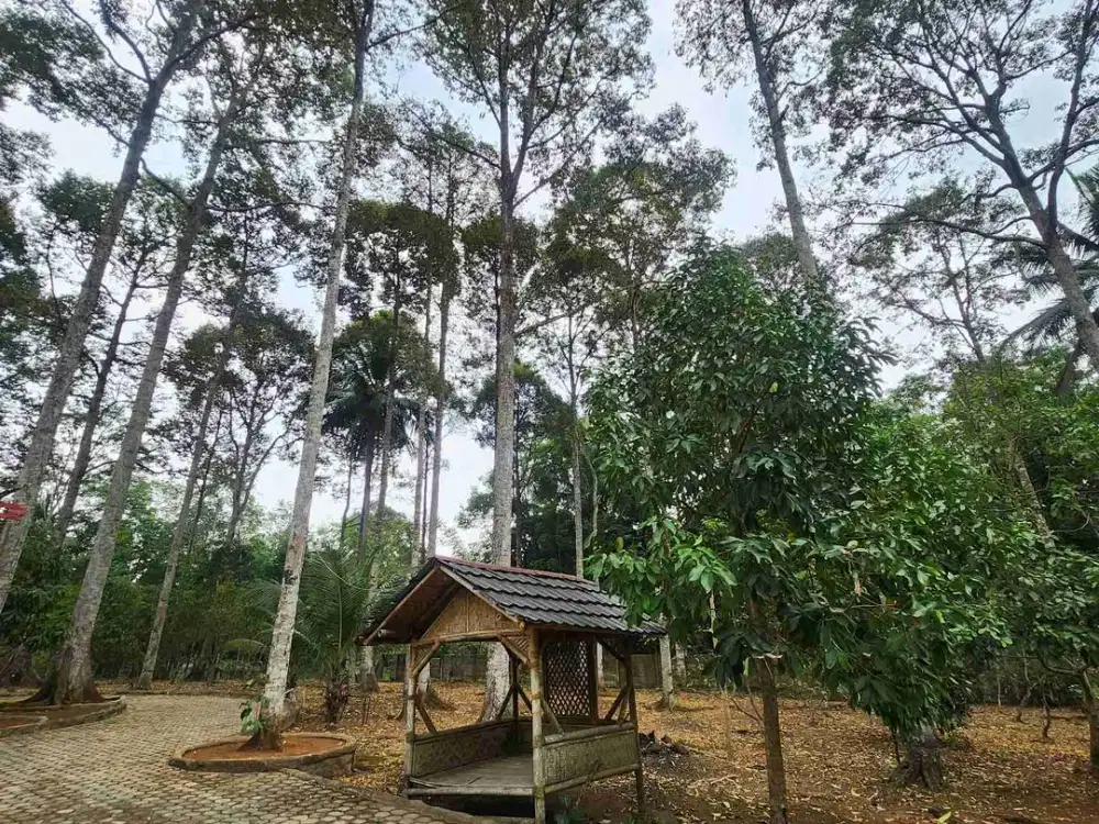 tanah kebon duren 36pohon luas 4800m bernung