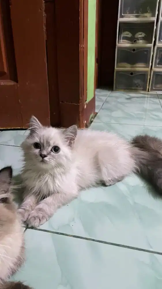 Kitten ragdoll non pedigree