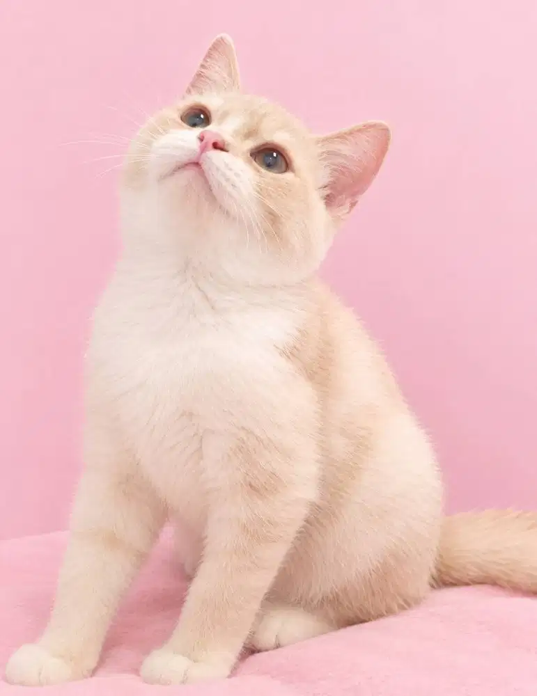 BSh Mix Munchkin Creamy Tabby