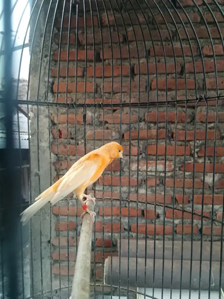 Kenari loper sunkist