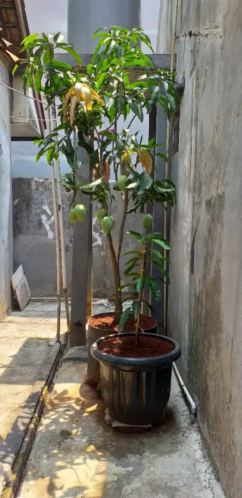 Pohon mangga indramayu indukan