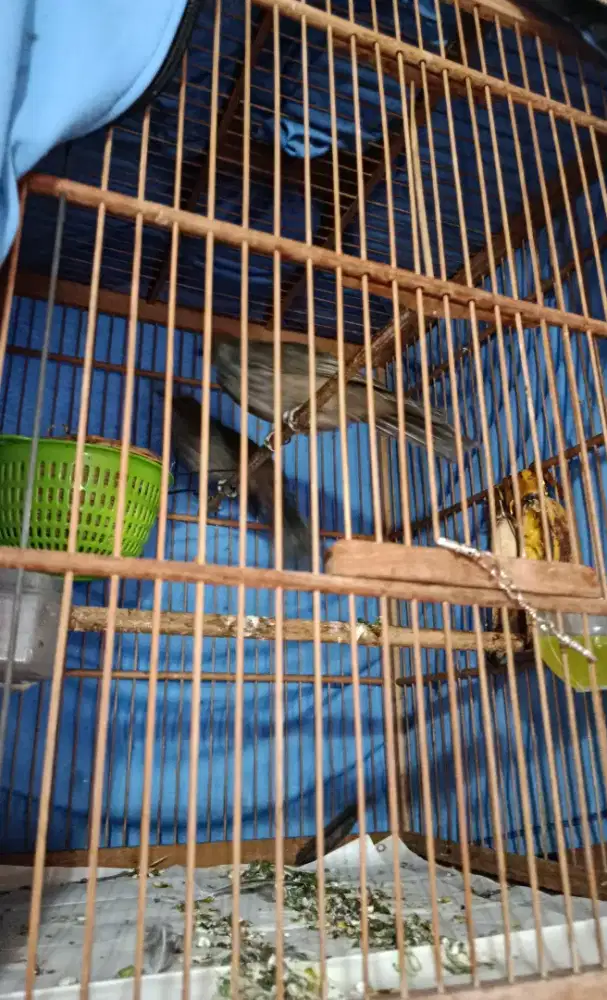Burung cucak rowo dan wambi lokal