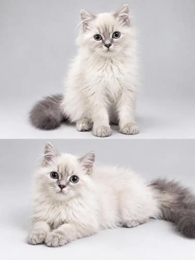 Kucing ragdoll non pedigree