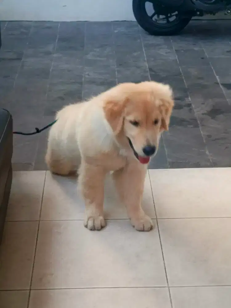 Dijual anjing golden retriever