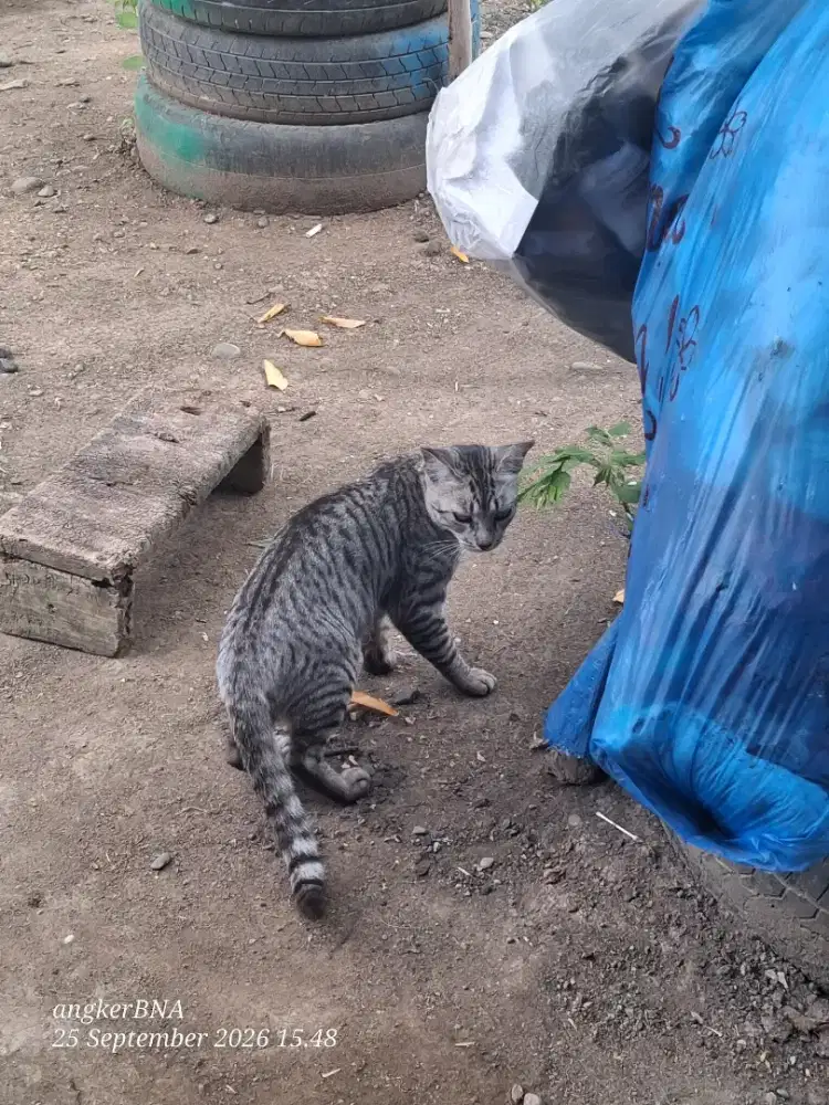Lepas odopsi corak harimau
