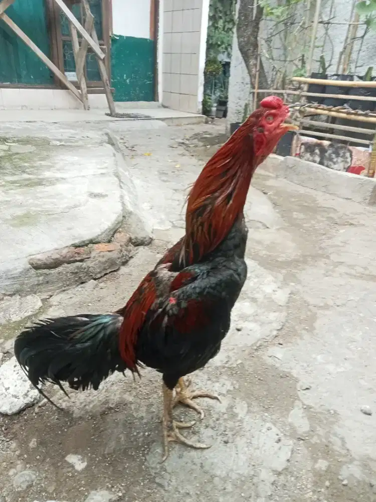 Ayam bangkok clasic× pakoy