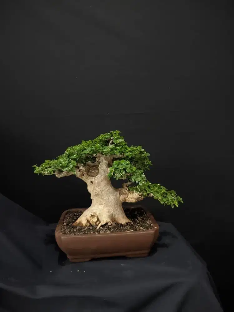 Bonsai Sancang bogel mini